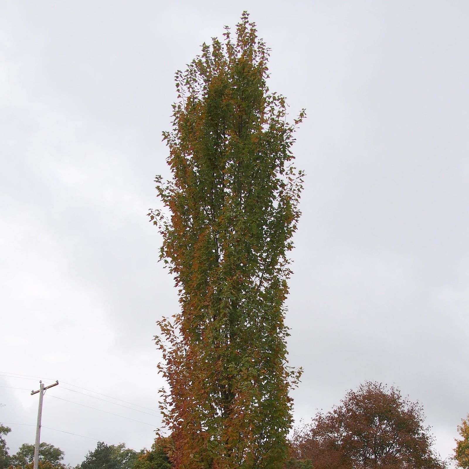Acer rubrum 'JFS-KW78'~ Armstrong Gold® Red Maple-ServeScape