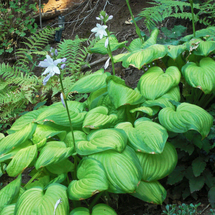 Hosta 'Stained Glass' ~ Stained Glass Hosta-ServeScape