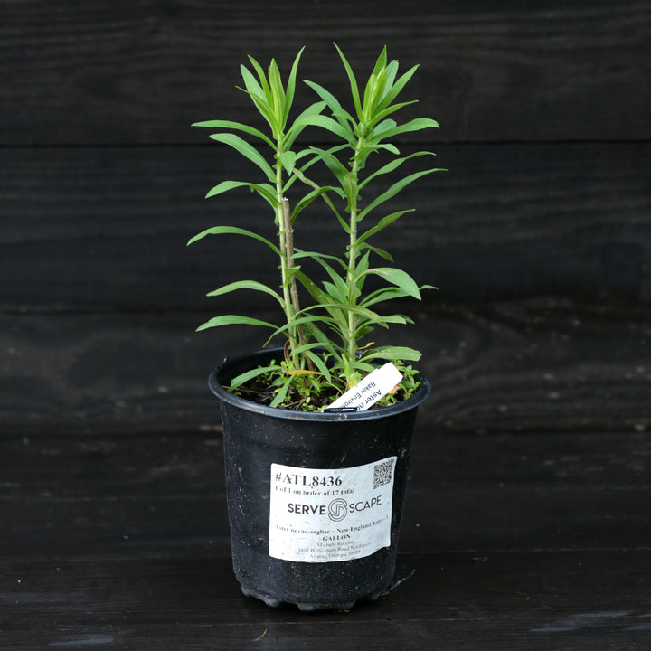 Aster novae-angliae ~ New England Aster-ServeScape