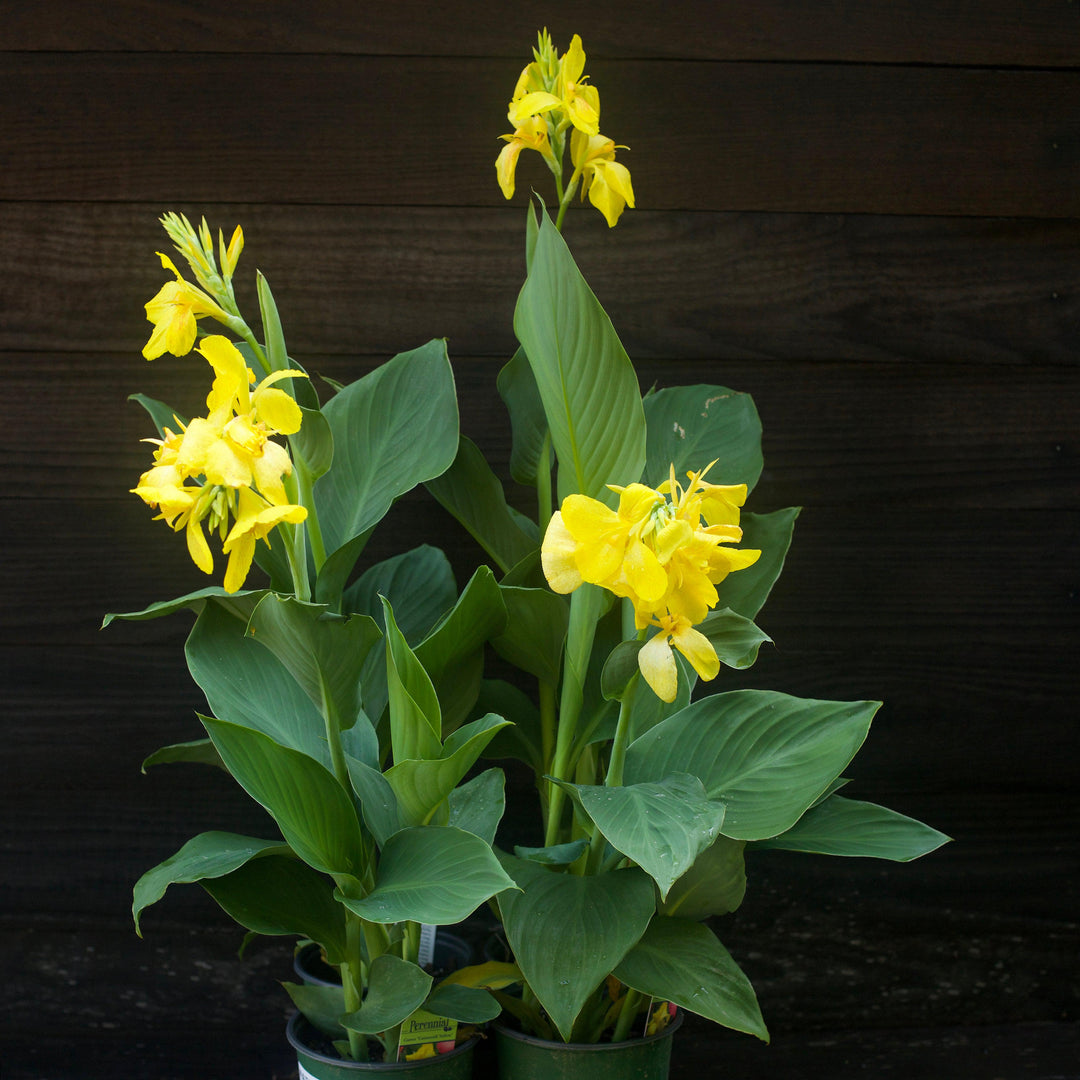 Canna x generalis ~ Canna Lily, Yellow-ServeScape
