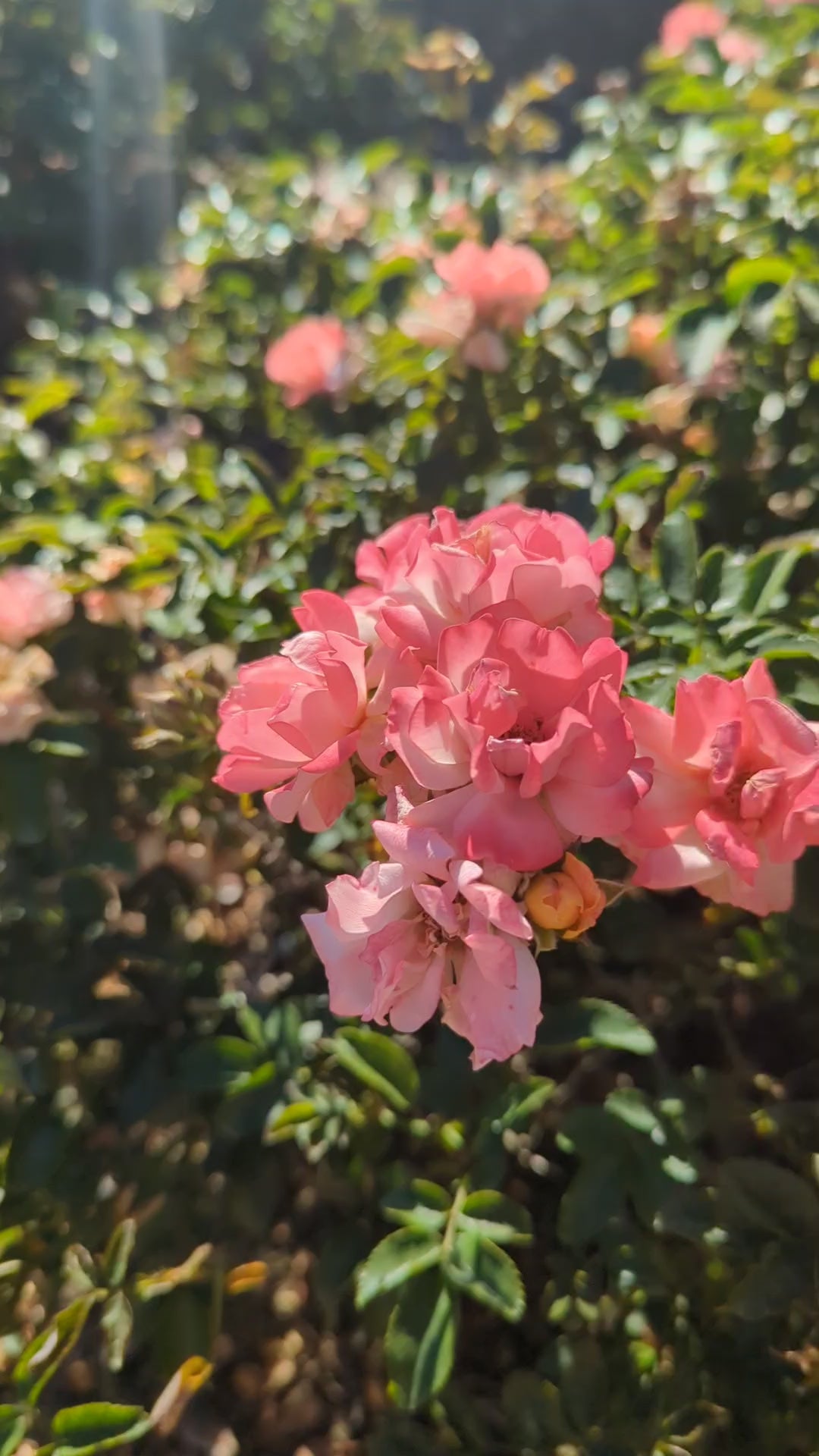 Rosa ‘Meiggili' PP18,542 ~ Peach Drift® Rose