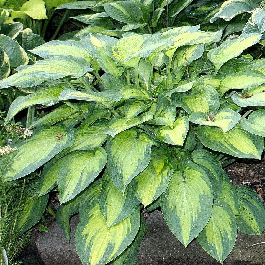 Hosta x 'Paul's Glory' ~ Paul's Glory Hosta-ServeScape