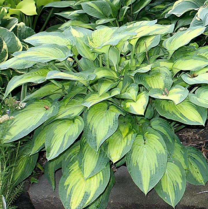 Hosta x 'Paul's Glory' ~ Paul's Glory Hosta-ServeScape