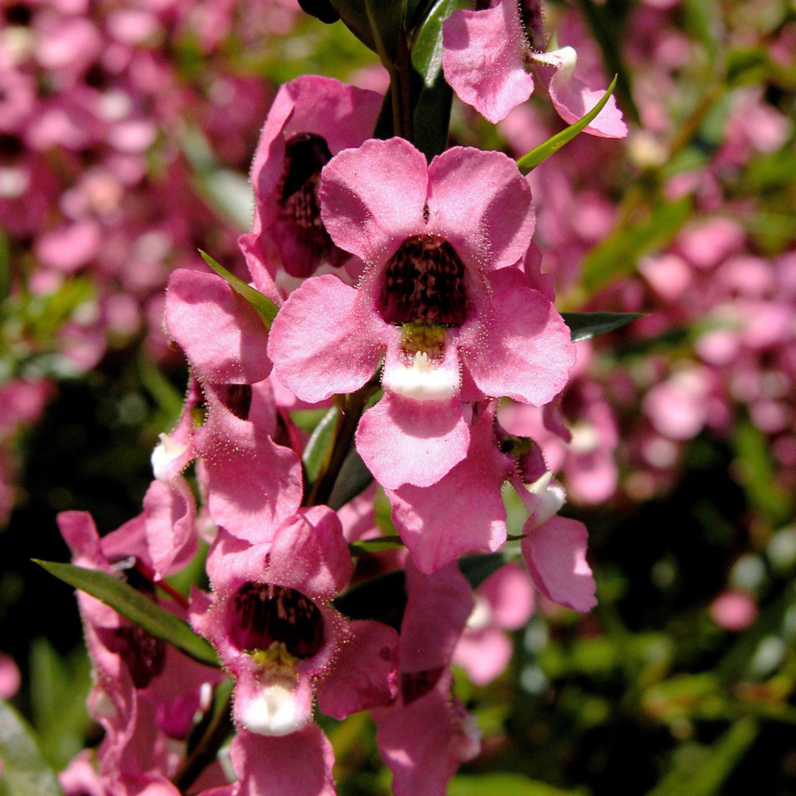 Angelonia angustifolia 'Carita Cascade Raspberry' ~ Carita™ Cascade Raspberry Summer Snapdragon-ServeScape
