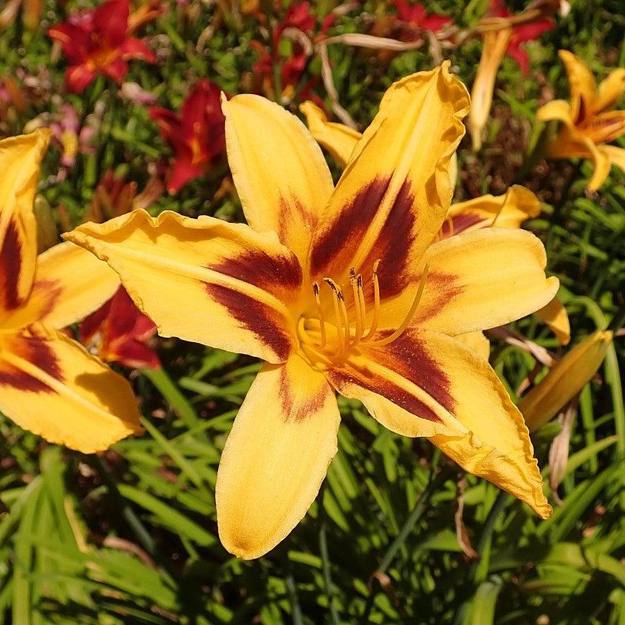 Hemerocallis 'Bonanza' ~ Bonanza Daylily-ServeScape