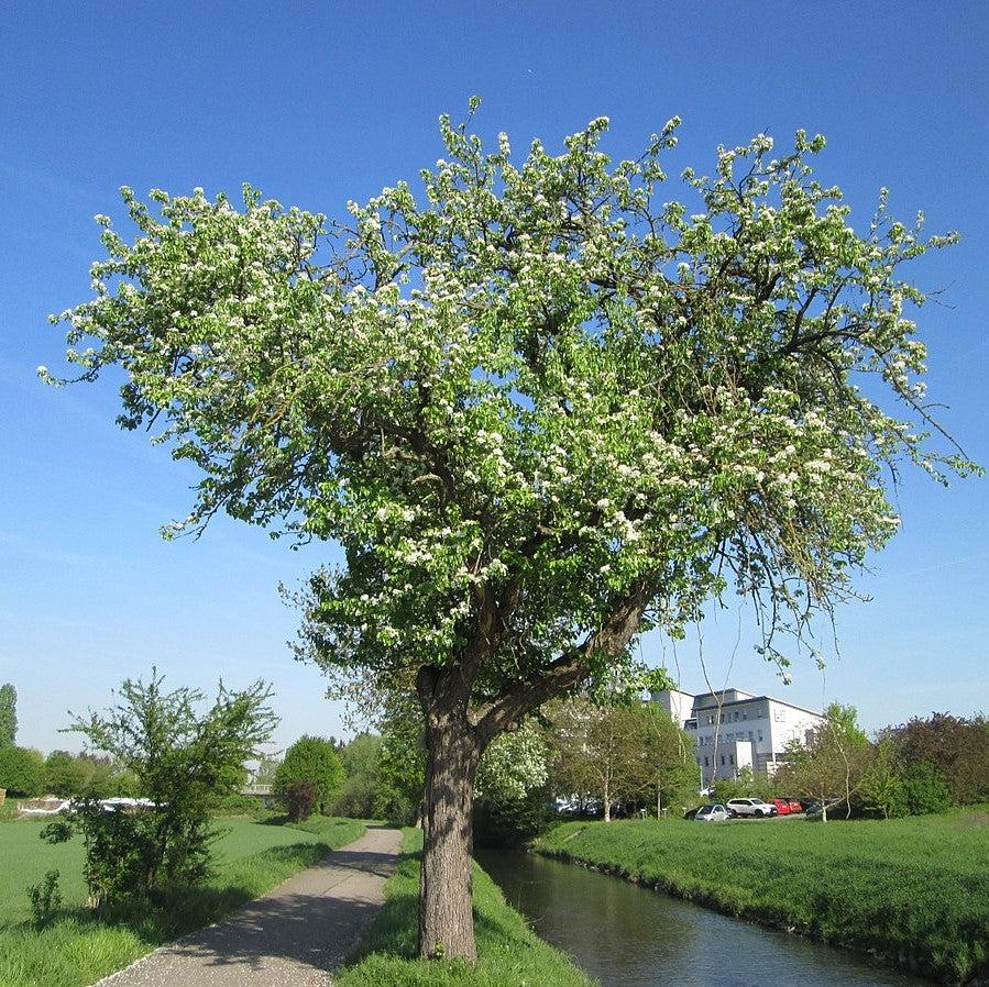 Pyrus communis 'Ayers' ~ Ayers Pear-ServeScape