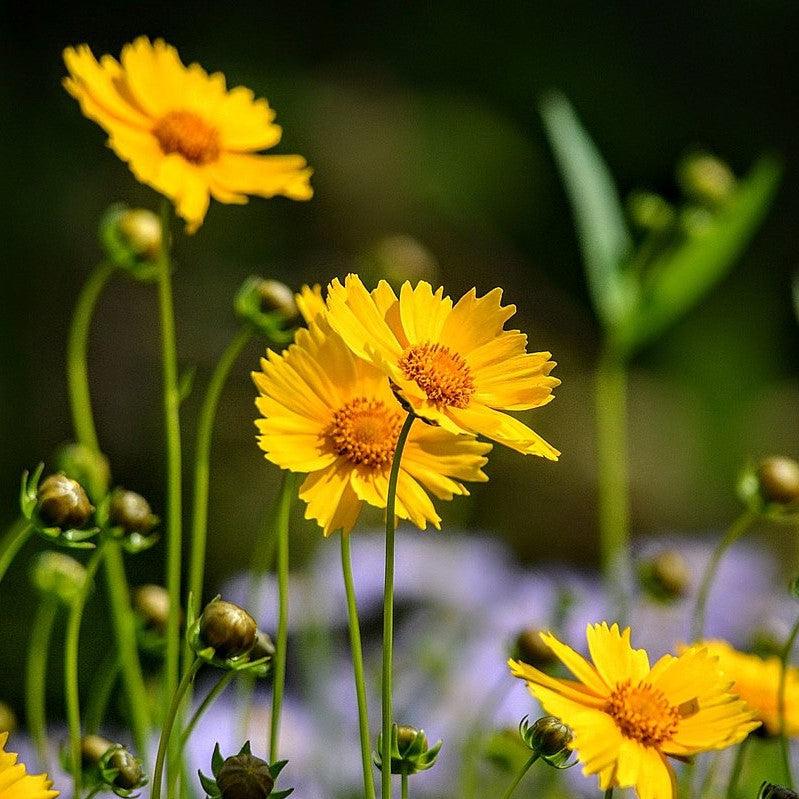 Coreopsis grandiflora ~ Large Flowered Coreopsis-ServeScape