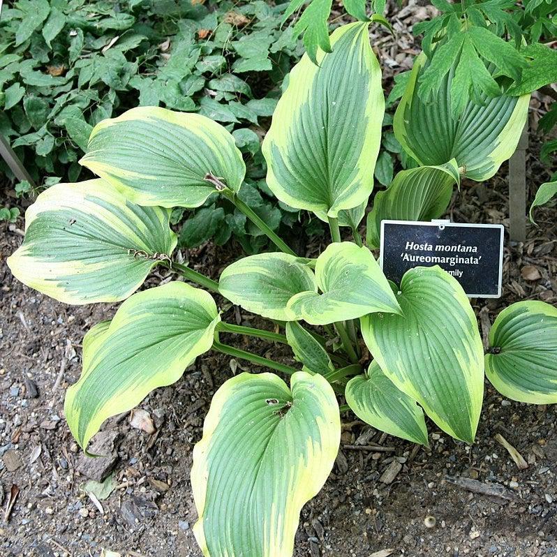 Hosta f. 'Aureomarginata' ~ Auromarginata Hosta-ServeScape