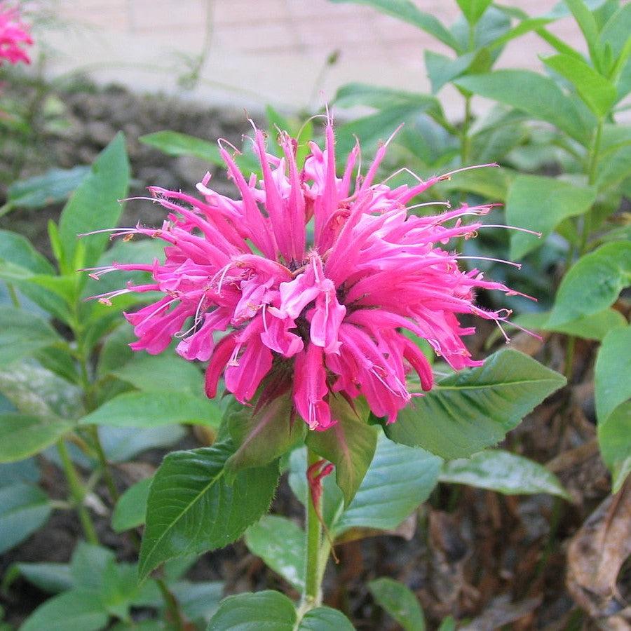 Monarda 'Bubblegum Blast' PP27497 ~ Sugar Buzz® Bubblegum Blast Bee Balm-ServeScape