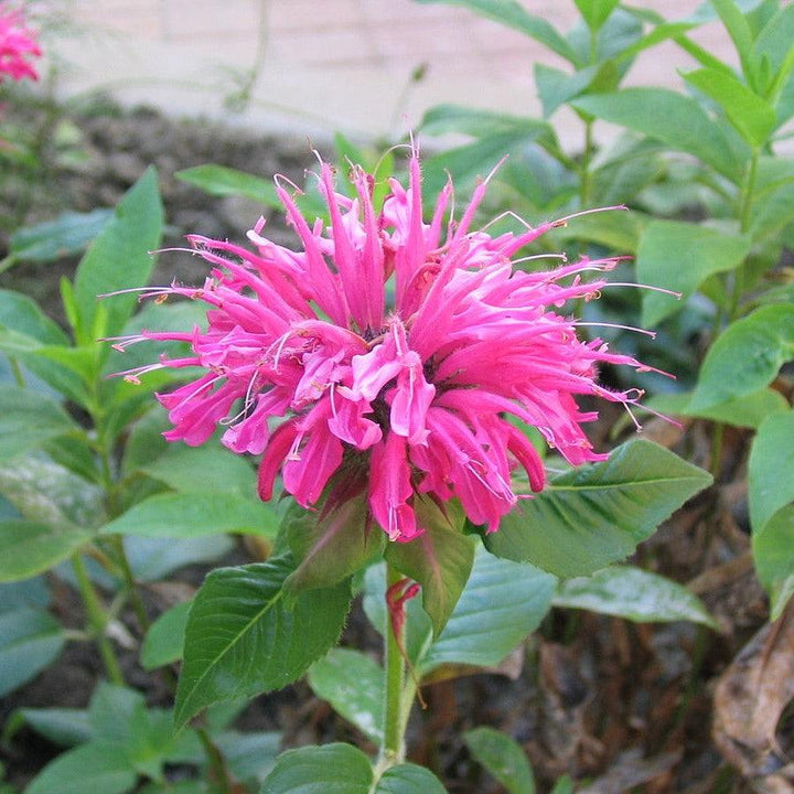Monarda 'Bubblegum Blast' PP27497 ~ Sugar Buzz® Bubblegum Blast Bee Balm-ServeScape