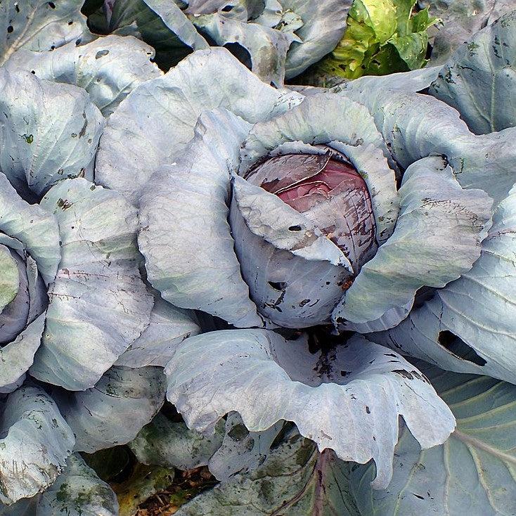 Brassica oleracea (Capitata Group) 'Ruby Perfection' ~ Ruby Perfection Cabbage-ServeScape