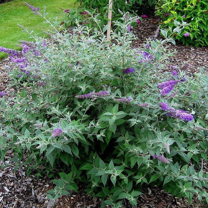 Buddleia 'Blue Chip' ~ Lo & Behold® Blue Chip Butterfly Bush-ServeScape