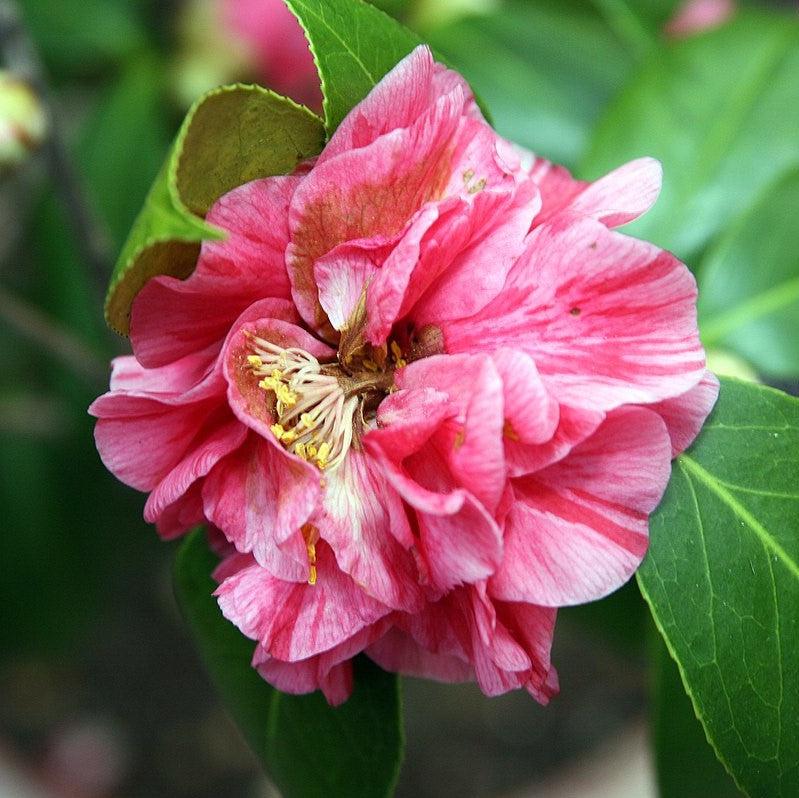 Camellia japonica 'Lady Laura' ~ Lady Laura Camellia-ServeScape