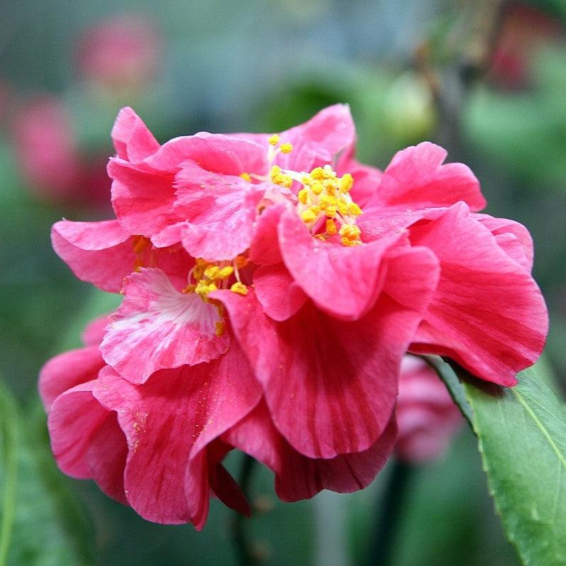 Camellia japonica 'Lady Laura' ~ Lady Laura Camellia-ServeScape