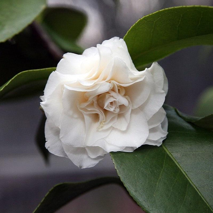 Camellia japonica 'Morning Glow' ~ Morning Glow Camellia-ServeScape