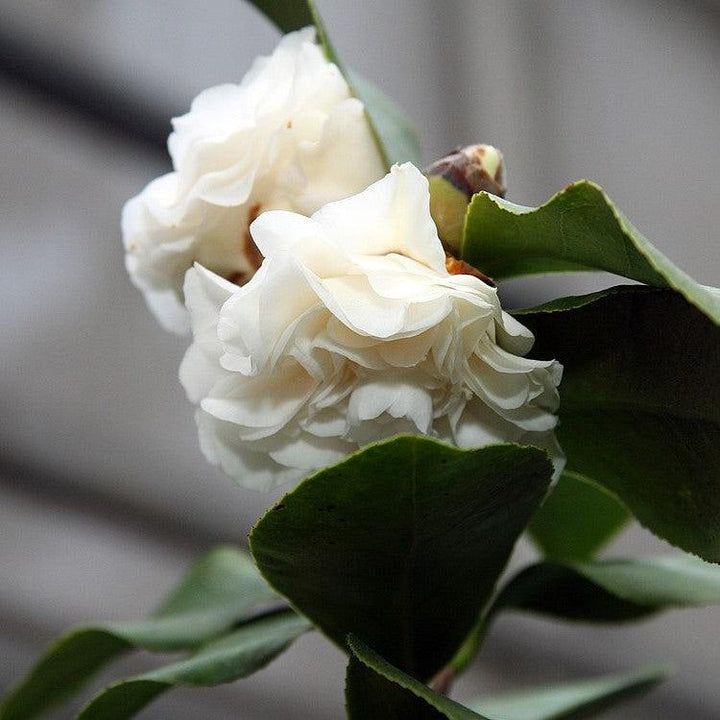 Camellia japonica 'Morning Glow' ~ Morning Glow Camellia-ServeScape