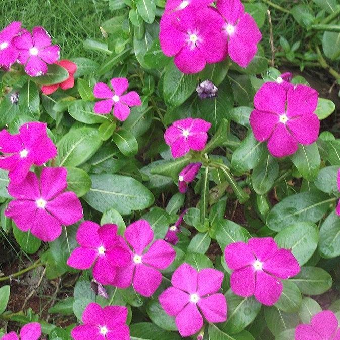 Catharanthus roseus 'Cora Cascade Violet' ~ Cora® Cascade Violet Vinca-ServeScape