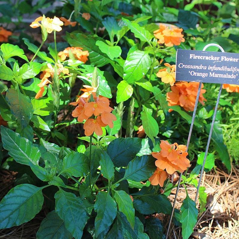 Crossandra infundibuliformis 'Orange Marmalade' ~ Orange Marmalade Crossandra-ServeScape