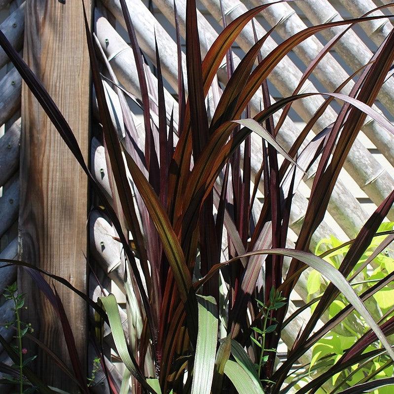 Pennisetum 'Tift10' ~ First Knight™ Napier Grass-ServeScape