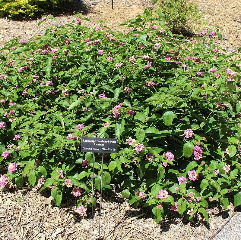 Lantana camara 'Bant Pin09' PP #20,555 ~ Bandana® Pink Improved Lantana-ServeScape