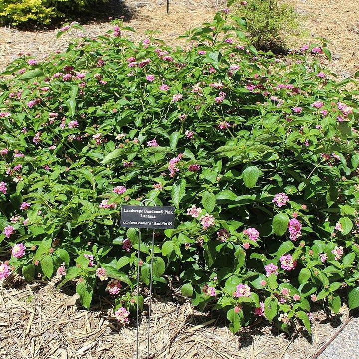 Lantana camara 'Bant Pin09' PP #20,555 ~ Bandana® Pink Improved Lantana-ServeScape