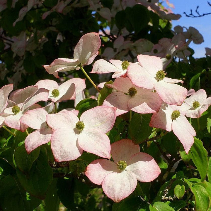 Cornus kousa 'Satomi' ~ Satomi Dogwood-ServeScape