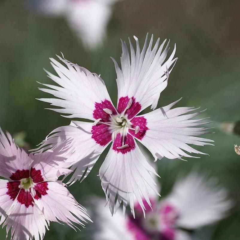 Dianthus hybrida 'WP13 GIL05' PP #26,776 ~ Whetman Stars™ Stargazer Dianthus-ServeScape
