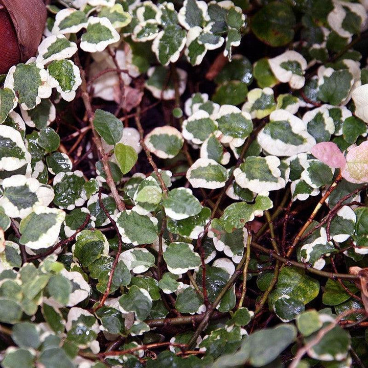 Ficus pumila ‘Variegata‘ ~ Variegated Creeping Fig-ServeScape