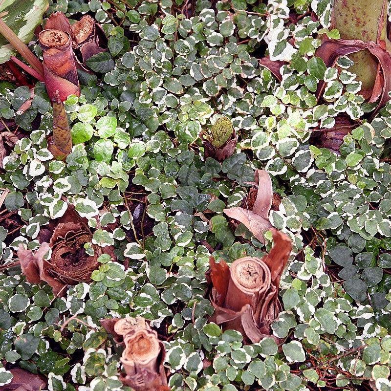 Ficus pumila ‘Variegata‘ ~ Variegated Creeping Fig-ServeScape