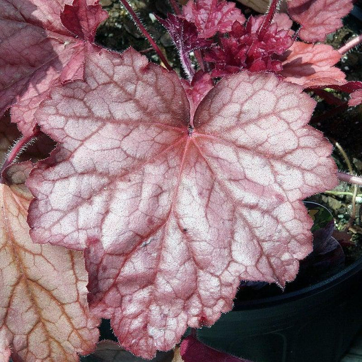 Heuchera villosa 'Georgia Peach' ~ Georgia Peach Coral Bells-ServeScape