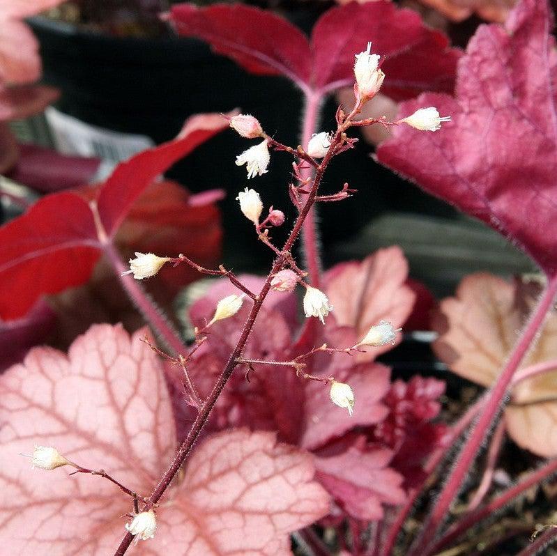 Heuchera villosa 'Georgia Peach' ~ Georgia Peach Coral Bells-ServeScape
