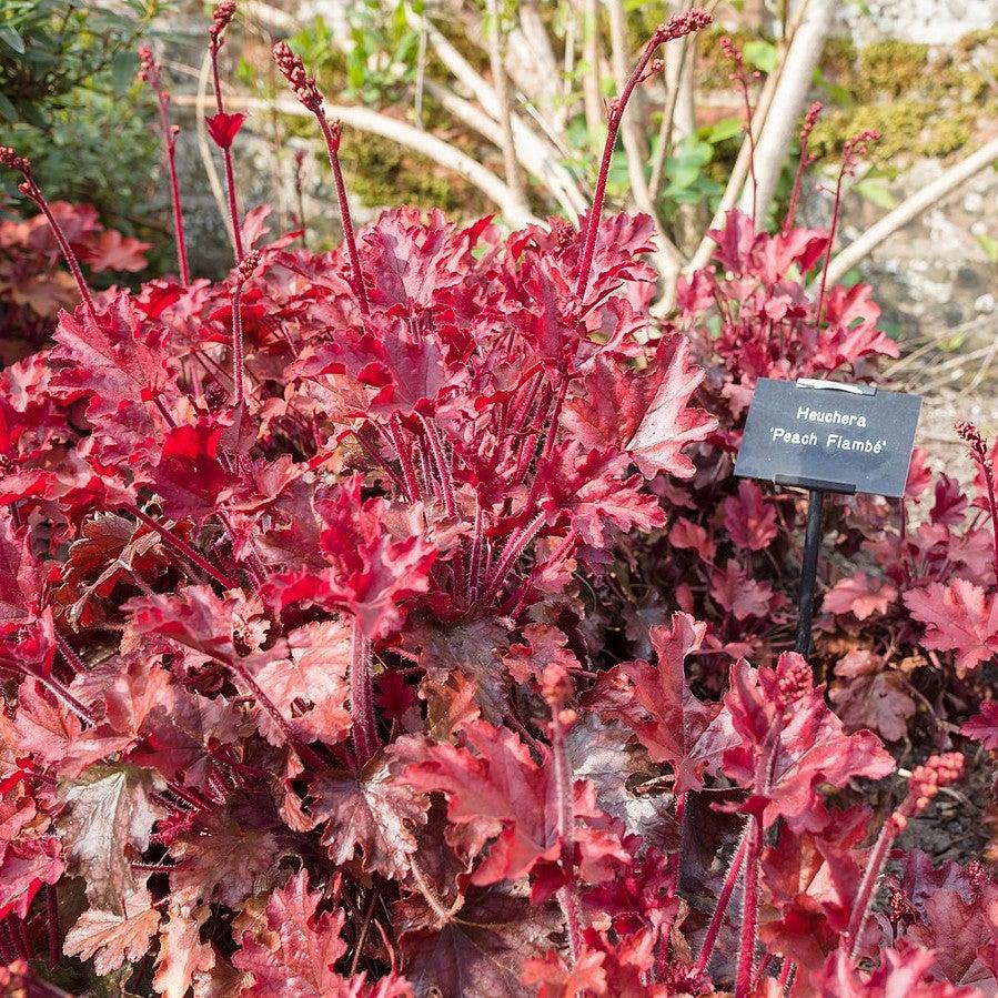 Heuchera x 'Peach Flambe' ~ Peach Flambe Coral Bells-ServeScape