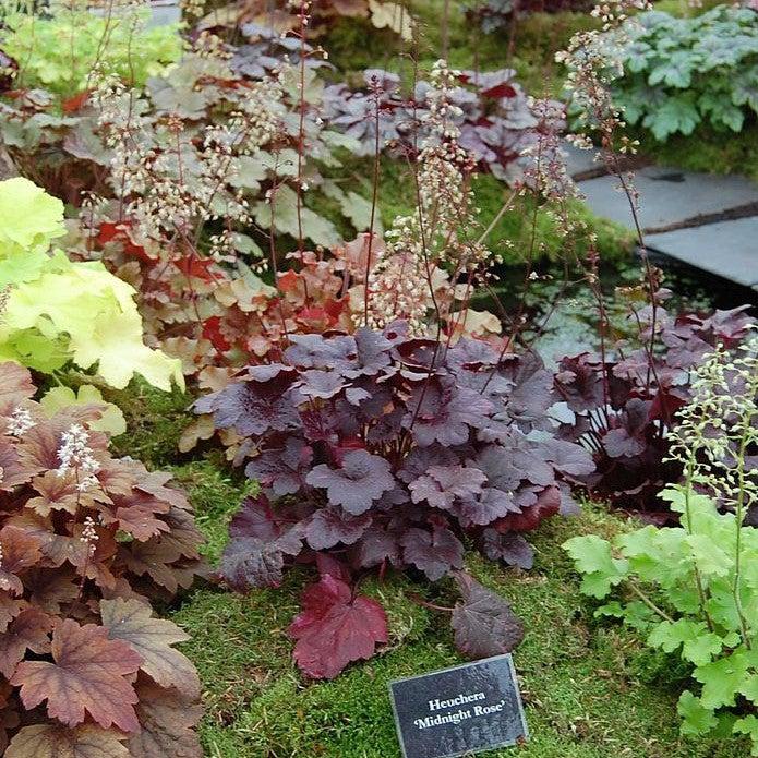 Heuchera x 'Midnight Rose' ~ Midnight Rose Coral Bells-ServeScape
