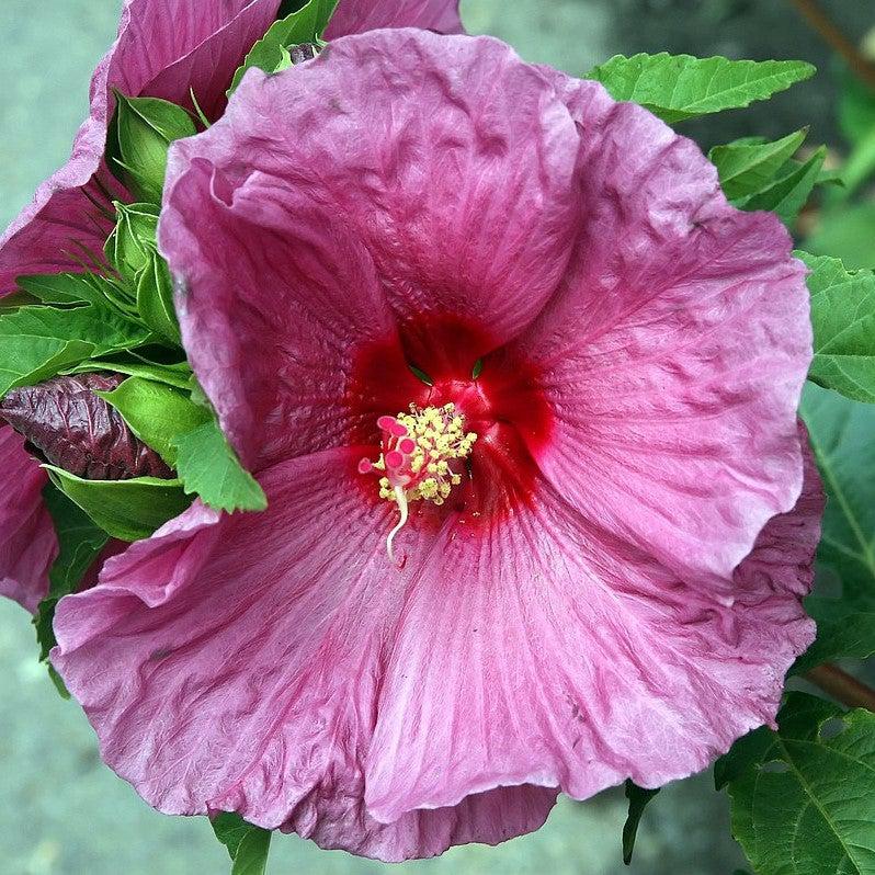 Hibiscus x 'Fantasia' ~ Fantasia Hibiscus-ServeScape