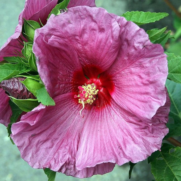 Hibiscus x 'Fantasia' ~ Fantasia Hibiscus-ServeScape