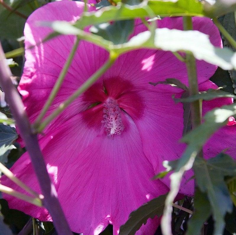 Hibiscus 'Lady Baltimore' ~ Lady Baltimore Hibiscus-ServeScape