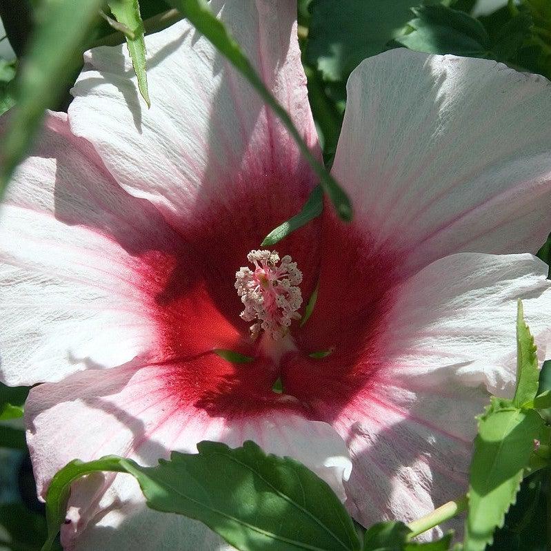 Hibiscus 'Lady Baltimore' ~ Lady Baltimore Hibiscus-ServeScape