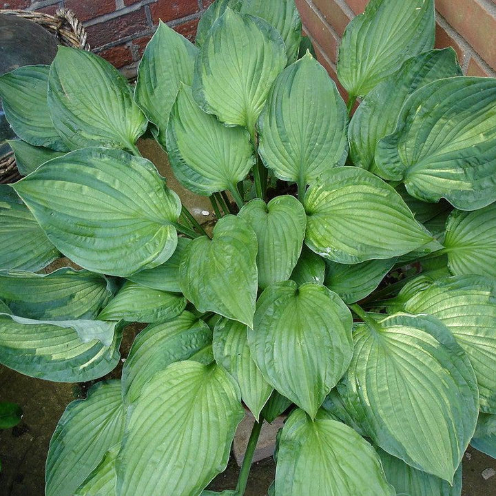 Hosta x 'Sharmon' ~ Sharmon Hosta-ServeScape
