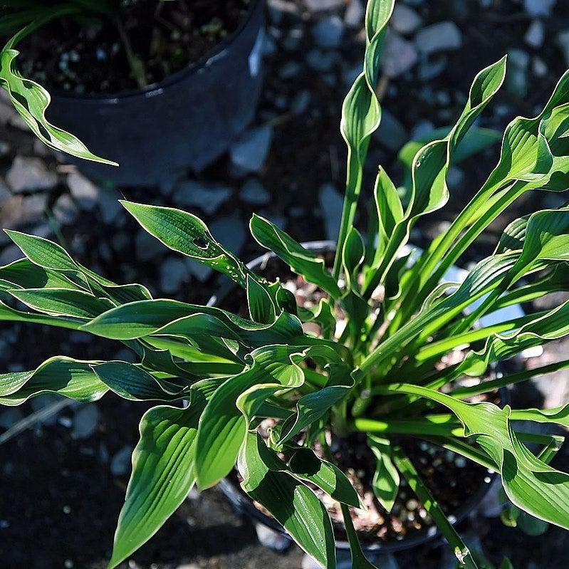 Hosta 'Praying Hands' ~ Praying Hands Hosta-ServeScape