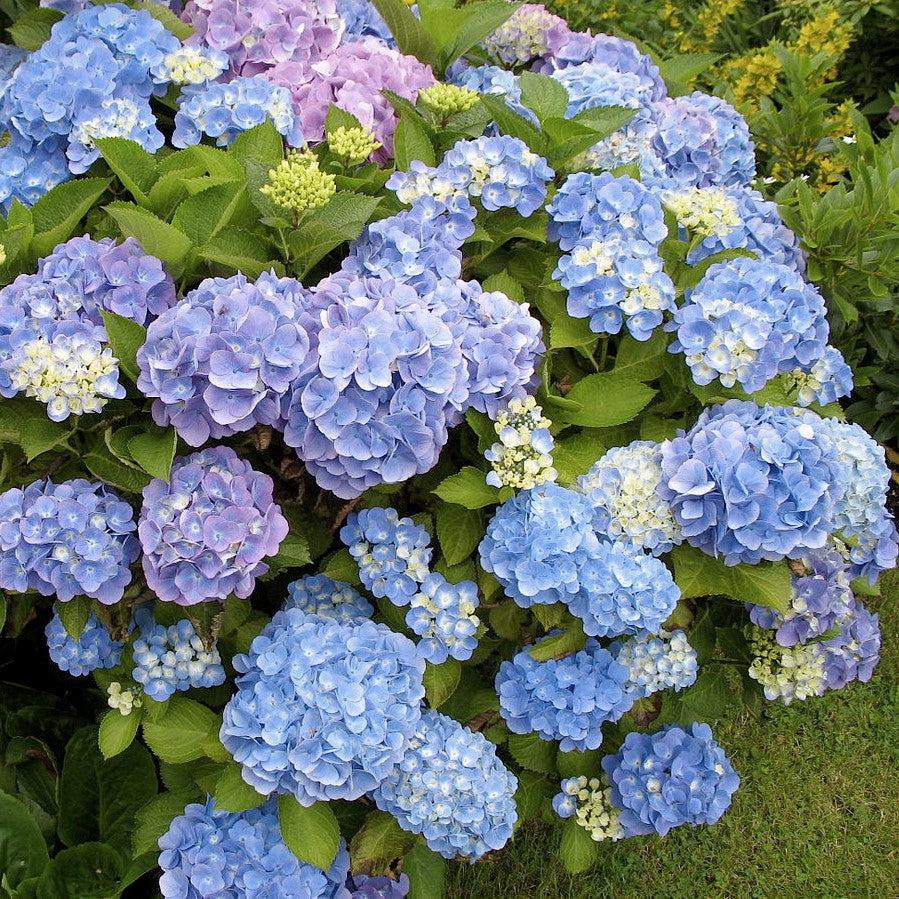Hydrangea macrophylla 'Wyatt LeFever' ~ Dear Dolores® Hydrangea-ServeScape
