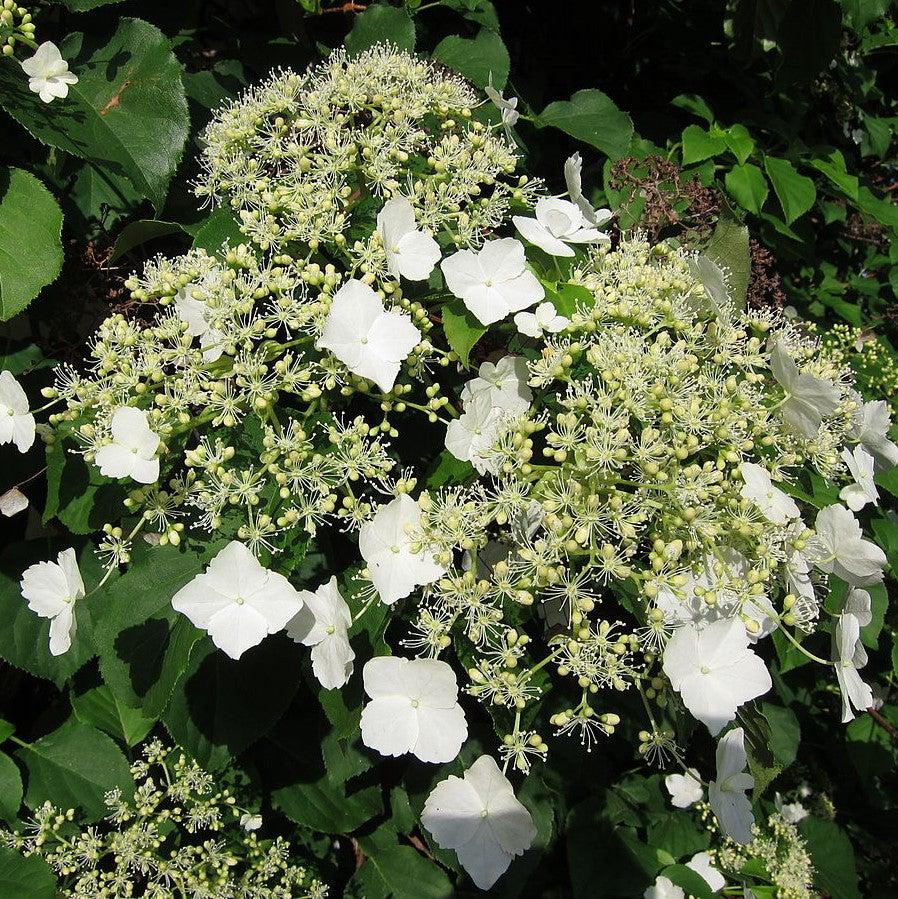 Hydrangea anomala subsp. petiolaris ~ Climbing Hydrangea-ServeScape