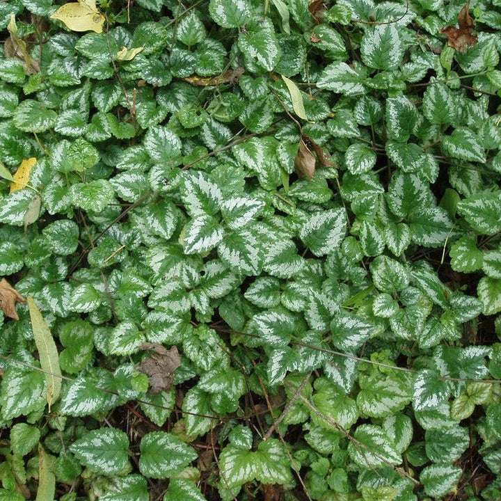 Lamiastrum galeobdolon 'Variegatum' ~ Variegated Yellow Archangel-ServeScape