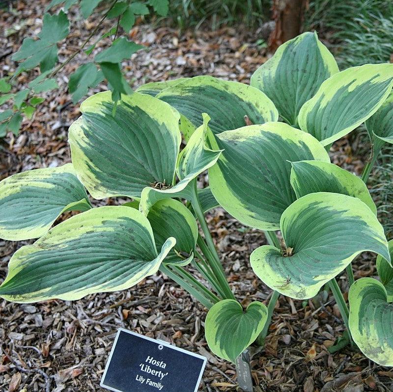 Hosta 'Liberty' ~ Liberty Hosta-ServeScape