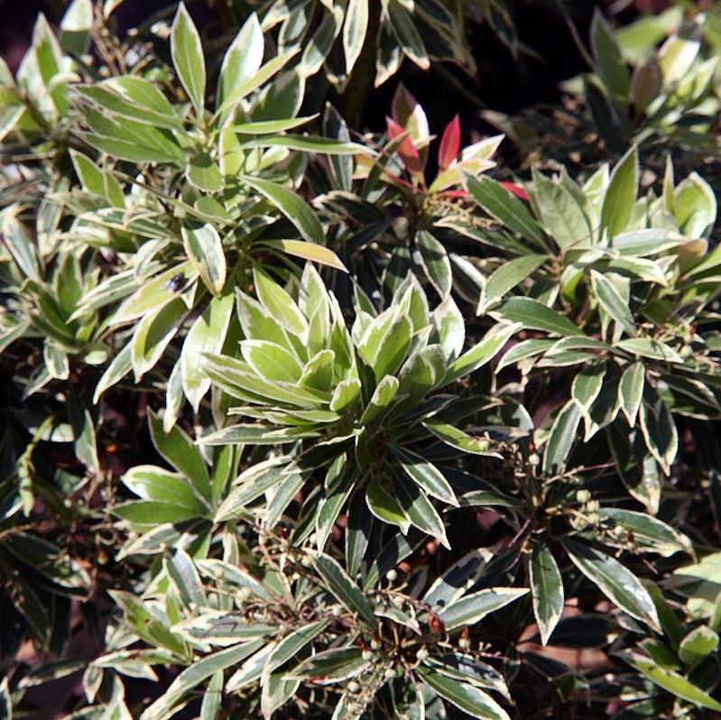 Pieris japonica 'Flaming Silver' ~ Flaming Silver Pieris-ServeScape