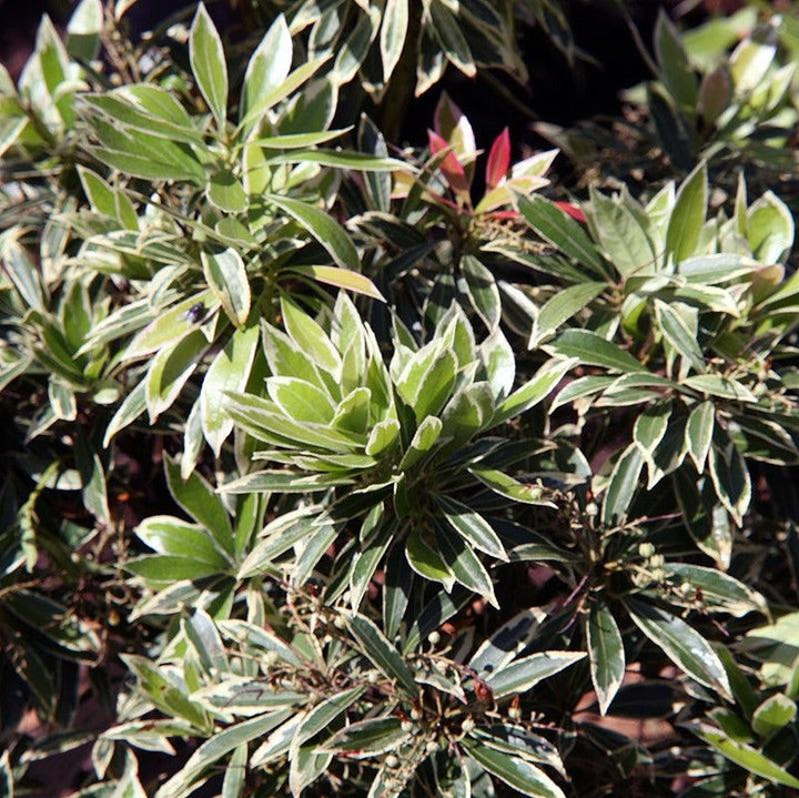 Pieris japonica 'Flaming Silver' ~ Flaming Silver Pieris-ServeScape