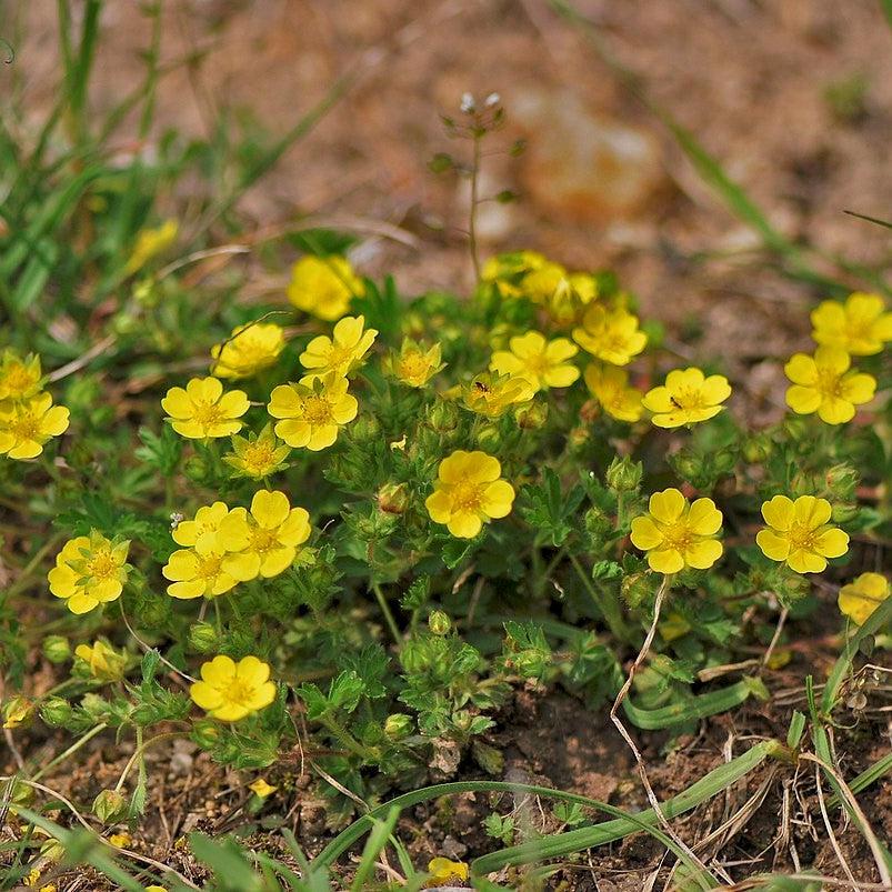 Potentilla neumanniana 'Nana' ~ Alpine Cinquefoil-ServeScape