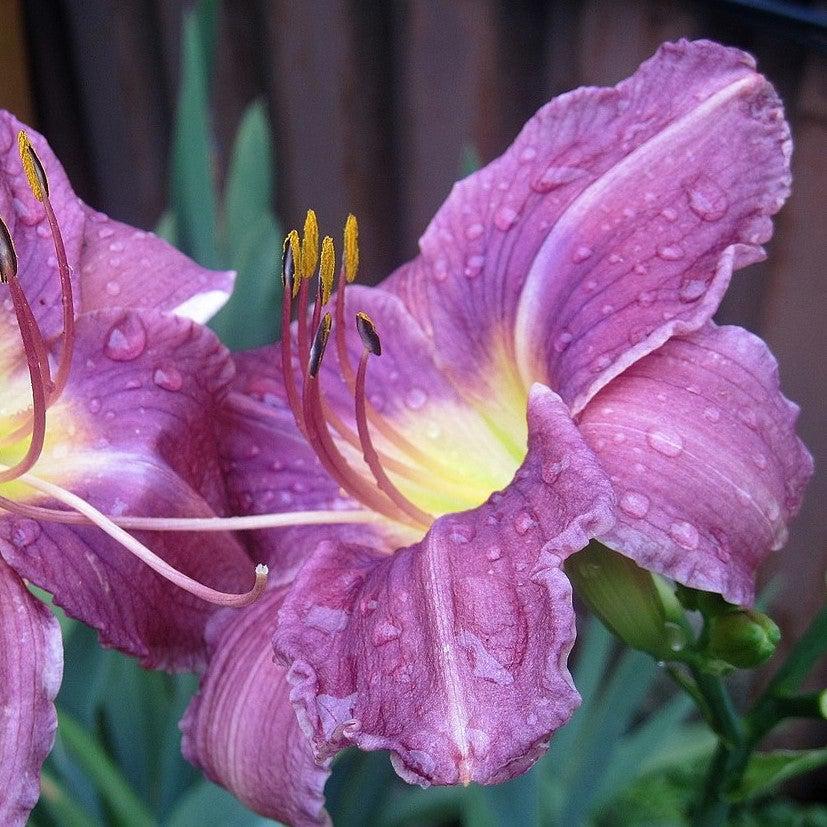 Hemerocallis 'Prairie Blue Eyes' ~ Prairie Blue Eyes Daylily-ServeScape