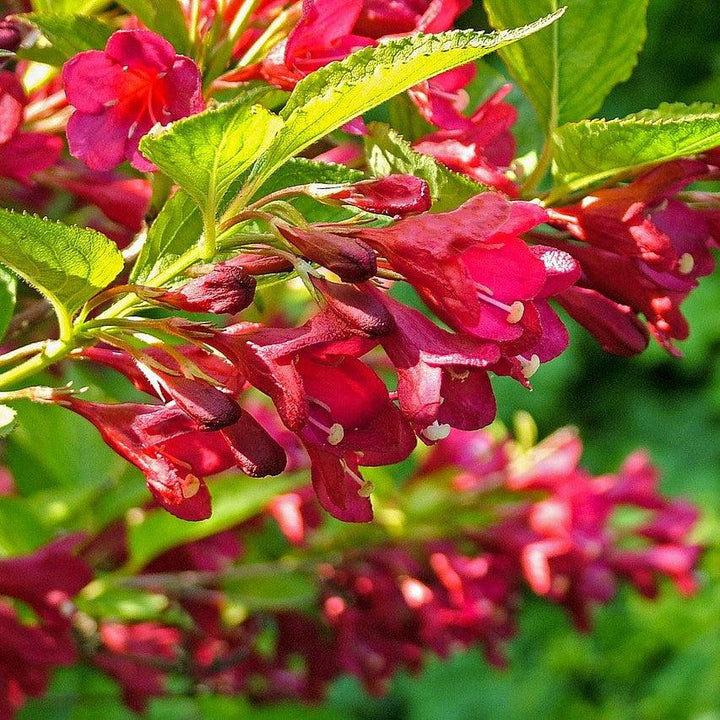 Weigela florida 'Verweig 6' ~ Sonic Bloom® Red Weigela-ServeScape