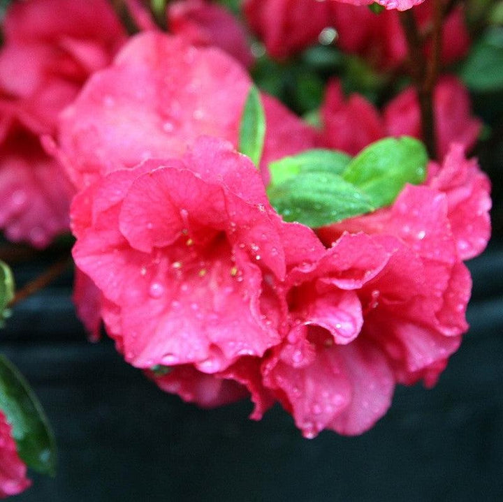 Rhododendron kurume 'Hershey's Red' ~ Hershey's Red Azalea-ServeScape