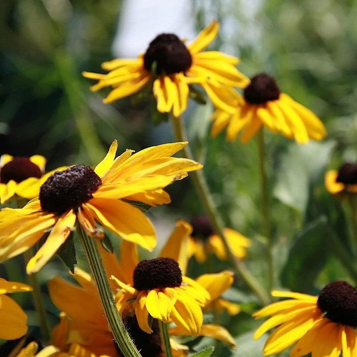 Rudbeckia hirta 'Indian Summer' ~ Indian Summer Black-Eyed Susan-ServeScape